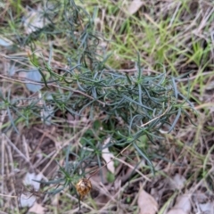 Xerochrysum viscosum at Jindera, NSW - 3 Jun 2021 03:38 PM