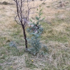 Acacia dealbata subsp. dealbata (Silver Wattle) at Nail Can Hill - 3 Jun 2021 by Darcy