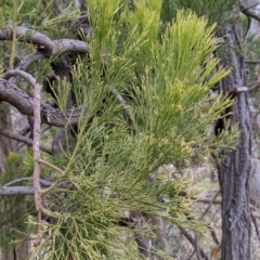 Exocarpos cupressiformis (Cherry Ballart) at Albury - 3 Jun 2021 by Darcy