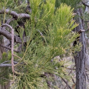 Exocarpos cupressiformis at Jindera, NSW - 3 Jun 2021