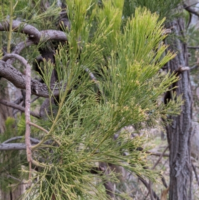 Exocarpos cupressiformis (Cherry Ballart) at Urana Road Bushland Reserves - 3 Jun 2021 by Darcy