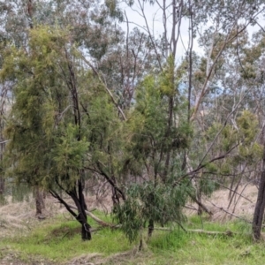 Exocarpos cupressiformis at Jindera, NSW - 3 Jun 2021