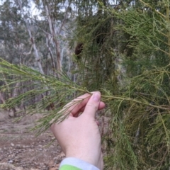 Exocarpos cupressiformis at Jindera, NSW - 3 Jun 2021