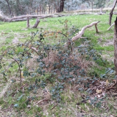 Rubus anglocandicans (Blackberry) at Jindera, NSW - 3 Jun 2021 by Darcy