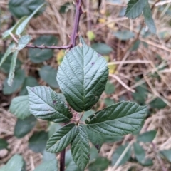 Rubus anglocandicans at Jindera, NSW - 3 Jun 2021 02:39 PM