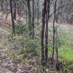 Acacia implexa (Hickory Wattle, Lightwood) at Urana Road Bushland Reserves - 3 Jun 2021 by Darcy