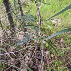 Acacia implexa at Jindera, NSW - 3 Jun 2021