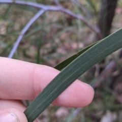 Acacia implexa at Jindera, NSW - 3 Jun 2021