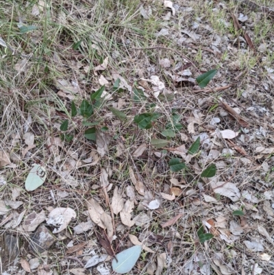 Hardenbergia violacea (False Sarsaparilla) at Urana Road Bushland Reserves - 3 Jun 2021 by Darcy