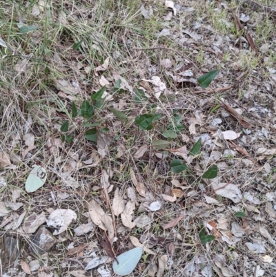 Hardenbergia violacea (False Sarsaparilla) at Albury - 3 Jun 2021 by Darcy