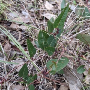 Hardenbergia violacea at Albury - 3 Jun 2021 02:30 PM