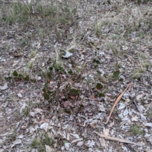 Hardenbergia violacea at Albury - 3 Jun 2021