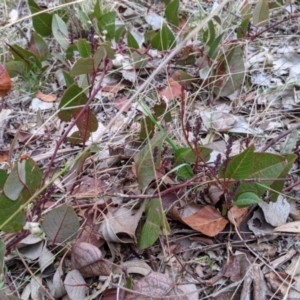 Hardenbergia violacea at Albury - 3 Jun 2021