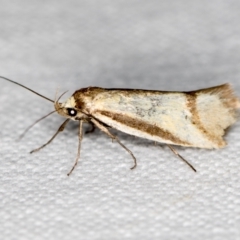 Philobota ellenella (a Concealer Moth) at Goorooyarroo NR (ACT) - 6 Nov 2020 by Bron