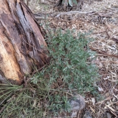 Hibbertia obtusifolia (Grey Guinea-flower) at Albury - 3 Jun 2021 by Darcy