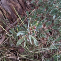 Hibbertia obtusifolia at Jindera, NSW - 3 Jun 2021