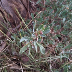 Hibbertia obtusifolia at Jindera, NSW - 3 Jun 2021