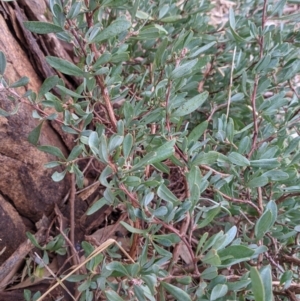 Hibbertia obtusifolia at Jindera, NSW - 3 Jun 2021