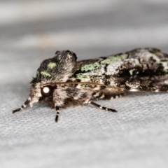 Prometopus inassueta (Green-tinged Moth) at Jacka, ACT - 6 Nov 2020 by Bron