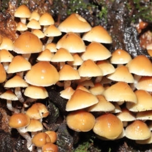 Hypholoma sp. at Acton, ACT - 3 Jun 2021