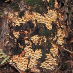 Hypholoma sp. at Acton, ACT - 3 Jun 2021