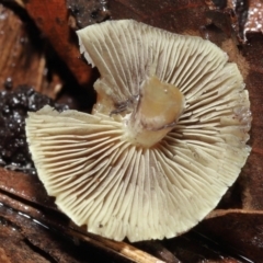 Hypholoma sp. at Acton, ACT - 3 Jun 2021