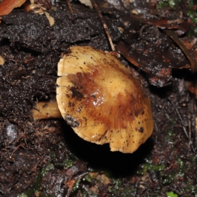 Unverified Cap on a stem; gills below cap [mushrooms or mushroom-like] at Acton, ACT - 3 Jun 2021 by TimL