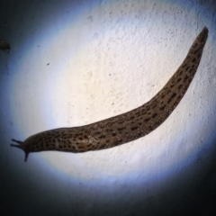 Limax maximus (Leopard Slug, Great Grey Slug) at Gordon, ACT - 3 Jun 2021 by MichaelBedingfield