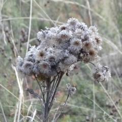 Chrysocephalum semipapposum (Clustered Everlasting) at Majura, ACT - 24 May 2021 by JanetRussell