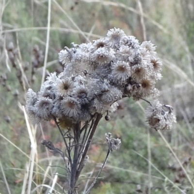 Chrysocephalum semipapposum (Clustered Everlasting) at Majura, ACT - 24 May 2021 by JanetRussell