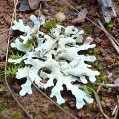 Lichen - foliose at Majura, ACT - 24 May 2021 by JanetRussell