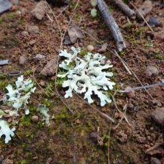 Lichen - foliose at Mount Ainslie - 24 May 2021 03:22 PM