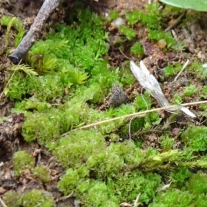 Fossombronia sp. (genus) at Mount Ainslie - 24 May 2021