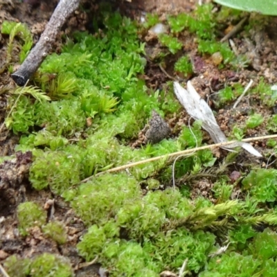 Fossombronia sp. (genus) (A leafy liverwort) at Campbell Park Woodland - 24 May 2021 by JanetRussell