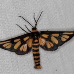 Amata (genus) (Handmaiden Moth) at Jacka, ACT - 6 Nov 2020 by Bron