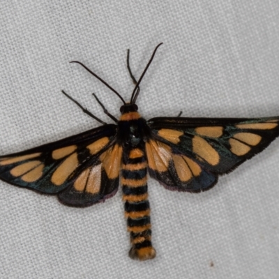 Amata (genus) (Handmaiden Moth) at Goorooyarroo NR (ACT) - 6 Nov 2020 by Bron