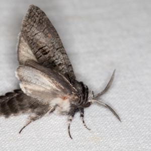 Culama glauca at Goorooyarroo NR (ACT) - 6 Nov 2020