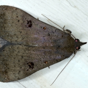 Rhapsa suscitatalis at Ainslie, ACT - 8 Jan 2021