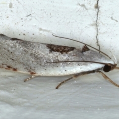 Tymbophora peltastis at Ainslie, ACT - 8 Jan 2021