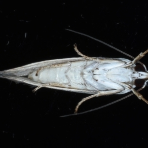 Tymbophora peltastis at Ainslie, ACT - 8 Jan 2021