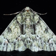 Aeolochroma metarhodata (Tea-tree Emerald (Geometrinae)) at Ainslie, ACT - 8 Jan 2021 by jb2602