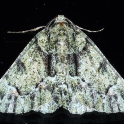 Aeolochroma metarhodata (Tea-tree Emerald (Geometrinae)) at Ainslie, ACT - 8 Jan 2021 by jb2602