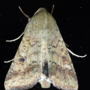 Helicoverpa (genus) at Ainslie, ACT - 8 Jan 2021