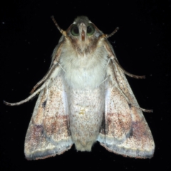 Helicoverpa (genus) at Ainslie, ACT - 8 Jan 2021