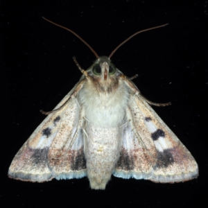 Helicoverpa punctigera at Ainslie, ACT - 8 Jan 2021
