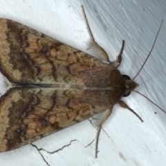 Helicoverpa (genus) (A bollworm) at Ainslie, ACT - 8 Jan 2021 by jb2602