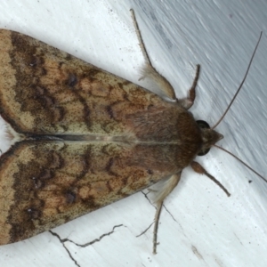 Helicoverpa (genus) at Ainslie, ACT - 8 Jan 2021