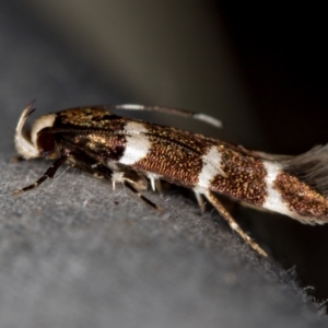 Limnaecia chionospila at Melba, ACT - 5 Nov 2020 12:42 AM