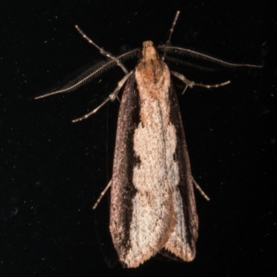 Leptocroca sanguinolenta (A Concealer moth (Barea group) at Melba, ACT - 2 Jun 2021 by kasiaaus