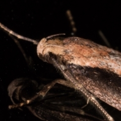 Leptocroca sanguinolenta at Melba, ACT - 2 Jun 2021